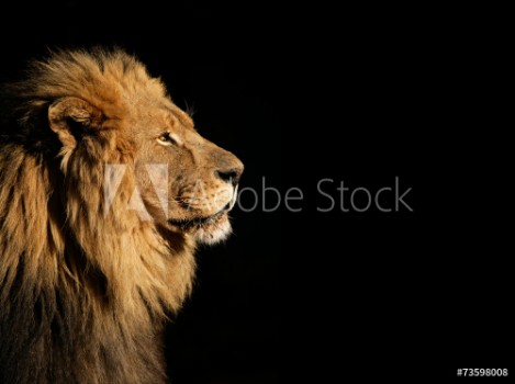 Bild på Portrait of a big male African lion on black